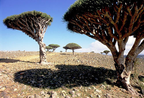 Dragon's Blood Trees by Valerio Pandolfo@flickr