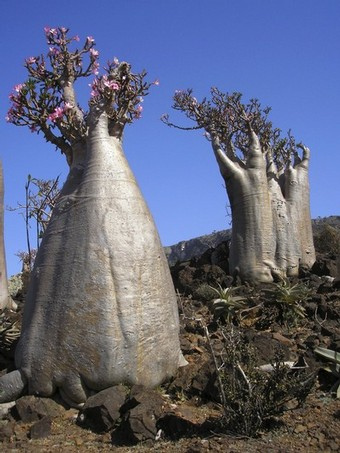 "Desert Roses" of Socotra, by x_serpico_x@flickr